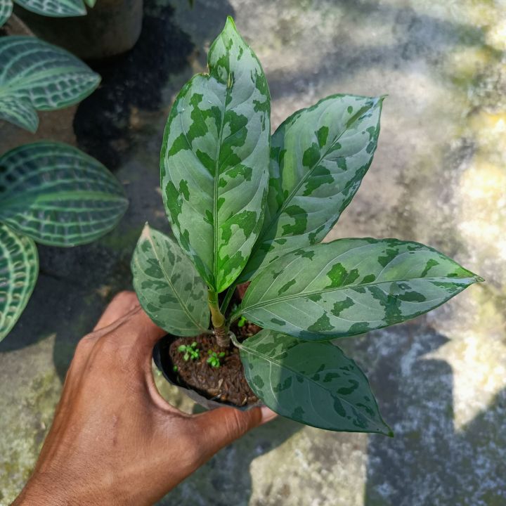 Pahang産] Aglaonema nebulosum NM-PV便 熱帯植物 アグラオネマ 原種
