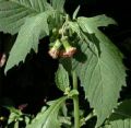 Daun Sintrong Segar baru dipetik neto 500Gram. 