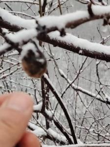 Wild Peach Kernel Bracelet Original Ecological Handmade Charms Wealth Attraction Drive Away Evil Spirits Winter Unfallen