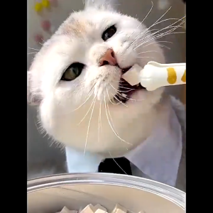 ขนมแมว อกไก่ฟรีซดราย 520g ขนมแมวฟรีซดราย 100%ฟู้ดเกรด อกไก่ฟรีซดราย ขนมฟรีซดราย ขนมแมว Freeze dried แมว