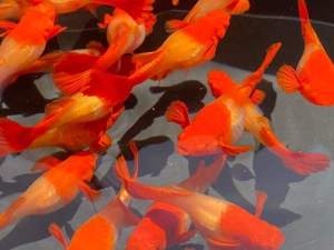 GUPPY ALBINO RED KOI RED EAR TOP QUALITY VERY BEAUTIFUL SMALL AQUARIUM FISH
