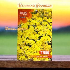 (KEMASAN PREMIUM) BIJI | BENIH BUNGA QILI HUANG KUNING ( isi -+500 butir)