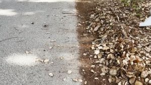 Penggaruk Daun Teleskopik 9/15 Gigi Rake Taman Penggaru Taman Dapat Diperpanjang Daun Sapu Garuk Besi