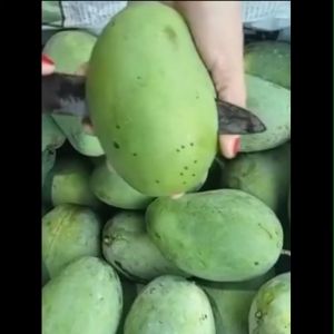 Bibit Tanaman Mangga Gadung