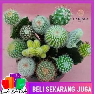 Kaktus Hidup Asli Paket isi 5 pcs berbeda include pot