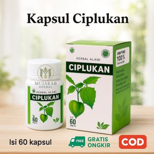 Kapsul Ciplukan Obat Herbal Batu Ginjal Kolesterol Kapsul Daun Ciplukan