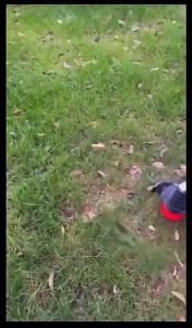 ใบตัดหญ้า ใบเลื่อยวงเดือน ใบตัดหญ้า ขนาด 10นิ้ว ฟันคม 16 24 30 40 ฟัน ใบตัดหญ้า คมมาก แข็งแรงทนทาน!  แก้วน้ำ 10 ชิ้น