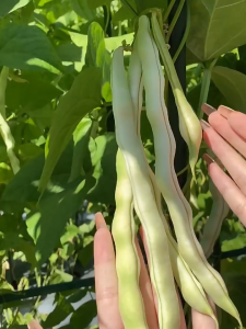 เมล็ดถั่วขาวเมล็ดถั่วเมล็ดฟักทองเมล็ดถั่วฝักยาวเมล็ดถั่วสายพันธุ์ถั่วสายพันธุ์ถั่วสายพันธุ์ถั่ว