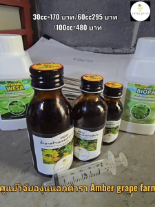 PGS1 น้ำยาสร้างยอดใหม่ เร่งการเจริญเติบโต