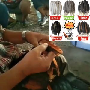 ปีกต่อไก่ชน 1ชุด 40เส้น สีหม่นเทา การชนไก่ การผ่าตัด คัดใหม่ ปีกสวย ใบใหญ่