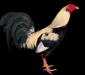 TRẠI GÀ THÀNH ĐÔNG LONG AN . TRỨNG GÀ GIỐNG LỚN KÝ  .10 TRỨNG GÀ NÒI ẤP NỞ CON GIỐNG . TẶNG THÊM 02 TRỨNG .