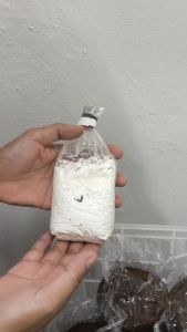 JAR Mushroom 3PCS GRAY Mushroom Seed Grain Spawn Oyster Kabute Binhi Mushroom