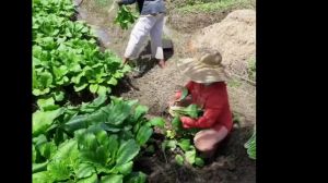 Benih Sawi Hijau PUTERI 25 Gram Cap Bintang Asia PT Benih Citra Asia