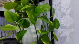 Vitrase Gorden Jendela 200x200: Tirai Transparan Vitrage Polos Putih IKEA