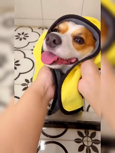 ผ้าขนหนูสัตว์เลี้ยง ผ้าเช็ดตัวสุนัข ผ้าไมโครไฟเบอร์ ผ้าเช็ดตัวแมว ผ้าทำความสะอาด เช็ดแห้งเร็ว ผ้าเนื้อนุ่ม ซึมซับน้ำได้ด