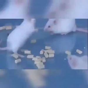 🔥Buy 5 Take 5🔥 Rat Poison Killer Lason Sa Daga Rat Repellant Rat Killer For Home Rat Poison For Big Rats Mouse Repellent Pellets