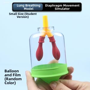 MINGRENBANG | Lung Respiration Model Diaphragm Teaching Aid