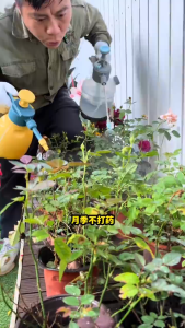 花叶康 Leaf Care Spray Leaf Protection Agent Semburan Penjagaan Daun Powdery Mildew Leaf Rust 白粉病 黑斑病 炭疽病 喷雾植物活性剂 月季 花卉 多肉