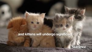 Thức ăn cho mèo con Nutrience Infusion Healthy Kitten  - thịt gà và rau củ trái cây tự nhiên