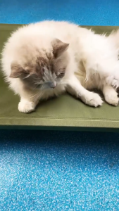 HATELI เตียงสุนัขยกสูง เตียงสุนัขกลางแจ้งสำหรับสุนัขขนาดเล็ก กลาง ใหญ่ โครงสร้างติดตั้งง่าย ผ้าระบายอากาศ ซักได้ ขากันลื่น เตียงสำหรับแมว ตั้งแคมป์ในร่ม