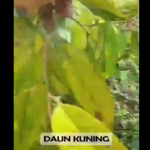 DASSHU Z1000 JAPAN kemasan 1kg pupuk organik jepang untuk pertumbuhan akar tunas bunga dan buah tanaman