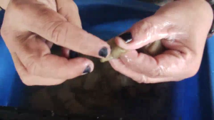 Jirifarm Benih Bibit Sayur Sayuran Bayam Kangkung Selada Pakcoy Sawi Cabe Timun Terong Tomat Seribuan