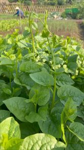 Hạt giống Mồng Tơi Lá To Rado 38 Khoảng 400 hạt 30g Cao sản Dễ trồng | Hạt giống Rạng Đông