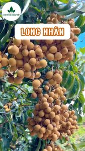 Long nhãn Hưng Yên 1kg long nhãn sấy khô không tẩm đường nấu chè sen pha trà vị ngọt tự nhiên