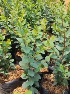 Bibit Bidara Arab Tinggi 60cm Bidara Arab Ruqyah Terlaris