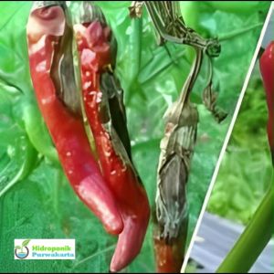 Fungisida ANTRAKCLEAN Basmi Patek Antraknosa Antracnose Busuk Buah 250 Gram