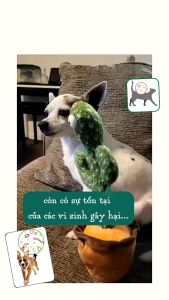 men Probisol giúp tiêu hóa tốt  không bị tiêu chảy dùng cho chó mèo - T3 PETS SHOP