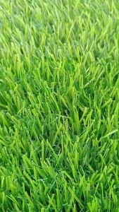 (ยกม้วน หญ้าเทียม 3 cm.PM. พรีเมี่ยม) หญ้าเทียมใช้ภายนอก ทอหนาแน่นพิเศษ กว้าง 2 m.ยาว 25 m. พร้อมส่ง