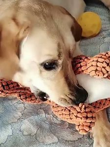 Pet Squeaky Plush Toy Dog Toy Bite Dog Chew Toy Puppy Toy Cat Toy Cat Toys For Cats Pet Toy Pet Toys For Cat Dog Toys For Bite 狗狗玩具 宠物玩具 猫玩具