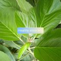 Daun Talingkup Segar Per 500 Gram. 