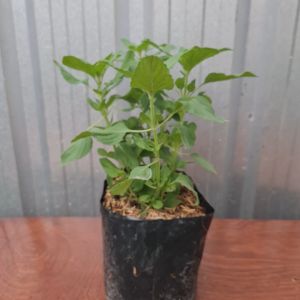 ต้นมิ้น ในถุงดำ 5.5 นิ้ว มิ้น ต้นเปเปอมิ้น ต้นเปปเปอร์มิ้น เปเปอมิ้น เปปเปอร์มิ้น