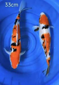 Japan koi local breed big size 13/14”Export Grade  2pcs Combo RM899 + shipping 50 ( Sanke )