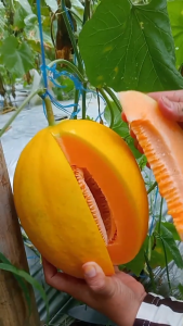 Benih MELON GOLDEN - Biji Bibit Buah