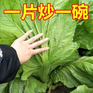 High-Yield Crisp And Delicate Pickled Cabbage Just like Grandmas! Perfect for Stir-Fry Everyone Loves at Home