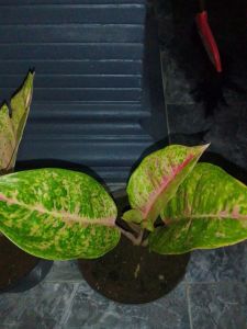Tanaman  hias  (Aglonema bigroy) dewasa dan kecil