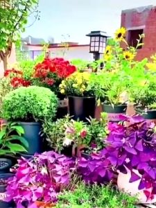 READY TO STOCK 200g Soil Activator Promote Rooting Soil Remediation Promote Fruiting 200g