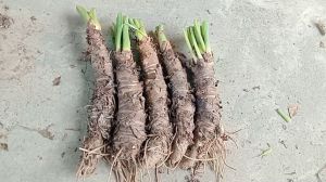 combo 5 cây ráy voi cao trên 40cm