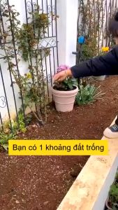 [10 Gói Tặng 1] Hạt Giống Hoa Tổng Hợp 15 Loại hoa siêu đẹp dễ trồng tỉ lệ nảy mầm 98% hoa nở 4 mùa (Gói 500 hạt)