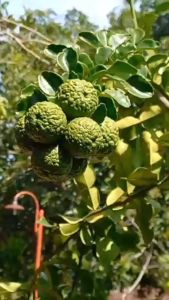 Bibit Jeruk Purut: Bumbu Masak Tradisional