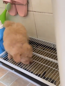 HOL  Dog toilet drawer pull-out small and medium-sized dog large size cleaning and anti stepping pet dog splashing small size bedpan