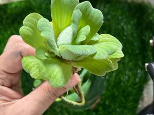 จอกกุหลาบ จอกแหน พืชลอยน้ำ 1 ถุง 3-4 ดอก