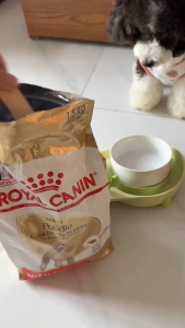 500g 1.5kg Royal Canin Poodle Dry Food All Stages Adult Puppy Pet Nutrition Coat Health Digestive