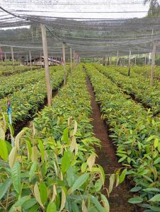 ต้นทุเรียนหมอนทองเสียบยอดแล้วพร้อมลงแปลงปลูก รุ่นใหม่ความสูง40-60ชม.ชุด2ต้น ชื้อ10ต้นแถมต้นกล้าเสริมราก