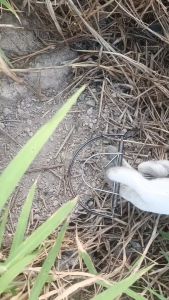 กับดักหนู ขนาด 6 นิ้ว 1ชุด10ชิ้น โมดิฟายที่เสียบเหยื่อพร้อมใช้งาน แถมเชือกผูก