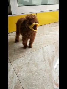 Dog Muzzle Silicone Cute Duck Mouth Mask Muzzle Bark Bite Stop Small Dog Anti-bite Masks For Dog Products 1pcs
