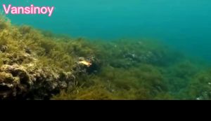 เหยื่อตกปลาหมึก กุ้ง กุ้ง กุ้ง เรืองแสงในที่มืด